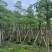 木棉10-15公分大量出售。基地直销，价格便宜