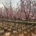 大量出售日本樱花3-7公分。基地直销