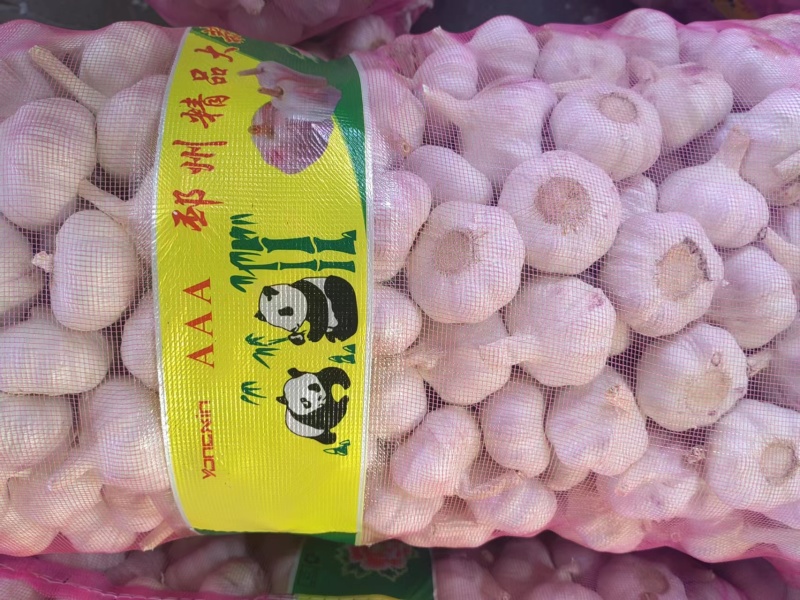 大蒜杂交蒜量大质优价格优惠一手货源欢迎咨询采购