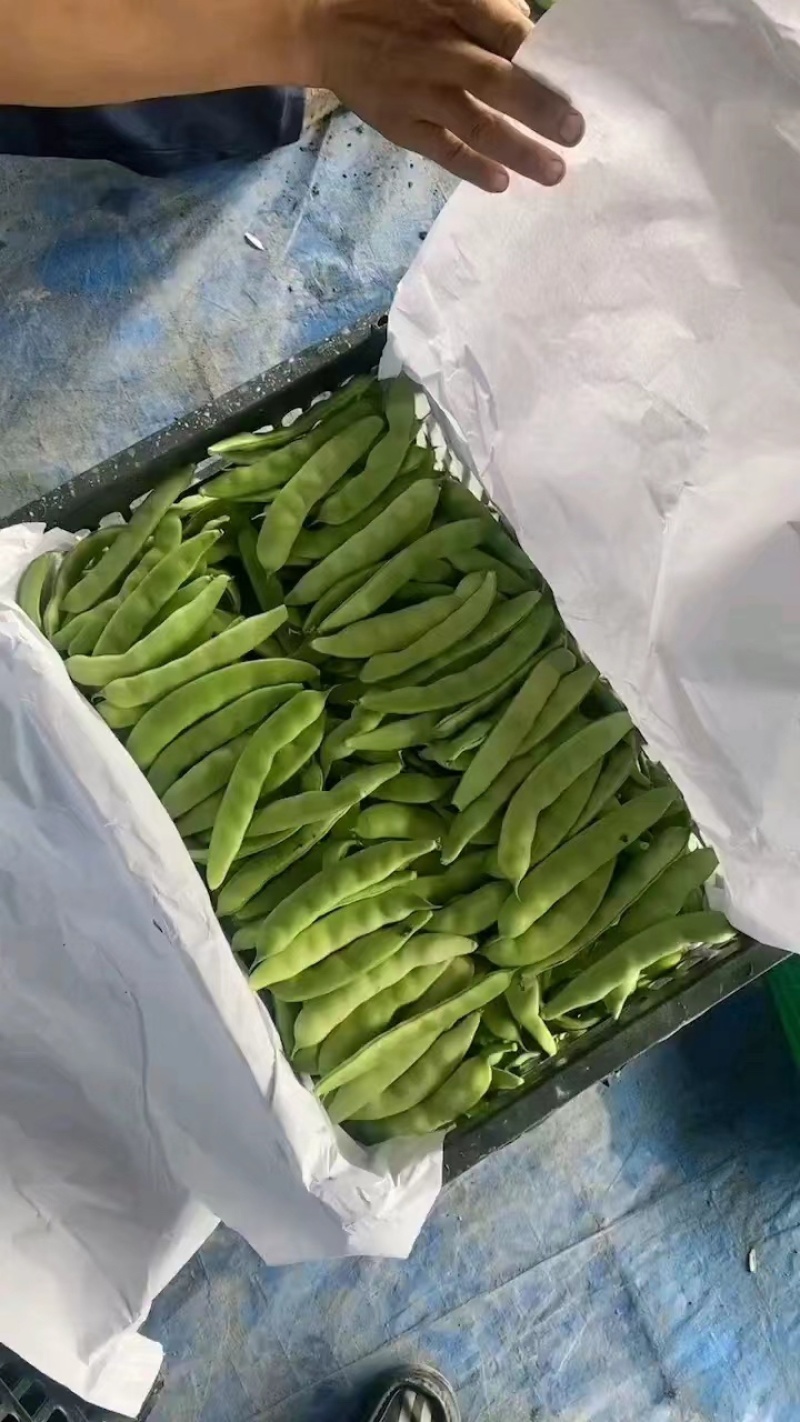 吉林大油豆，产地直发，大量有货，欢迎各位老板咨询采购