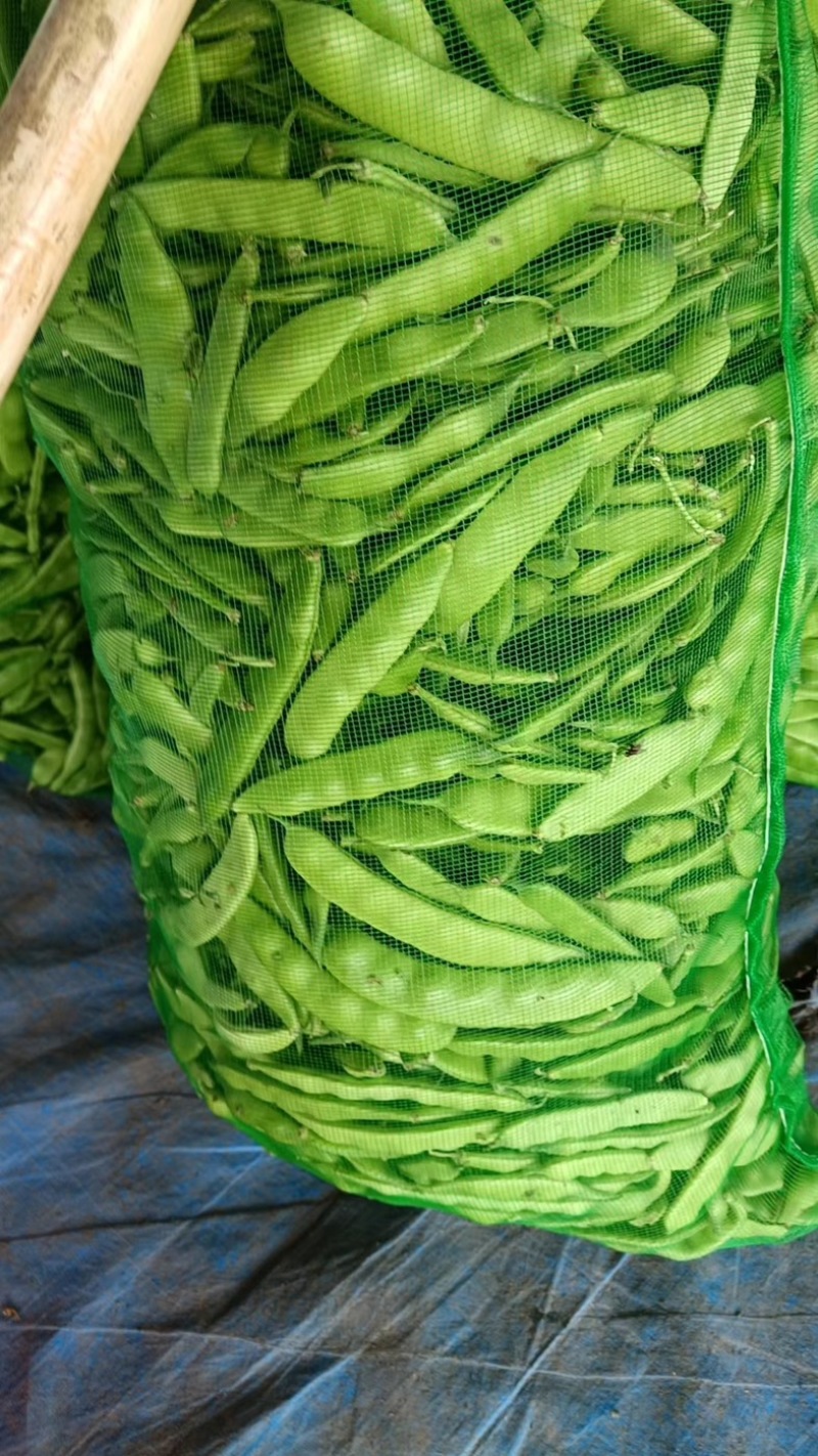 吉林大油豆，产地直发，大量有货，欢迎各位老板咨询采购