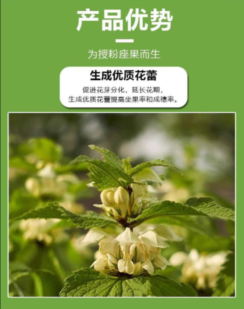 促花授粉坐果精增加雌花数量防治落花落叶落果肥料