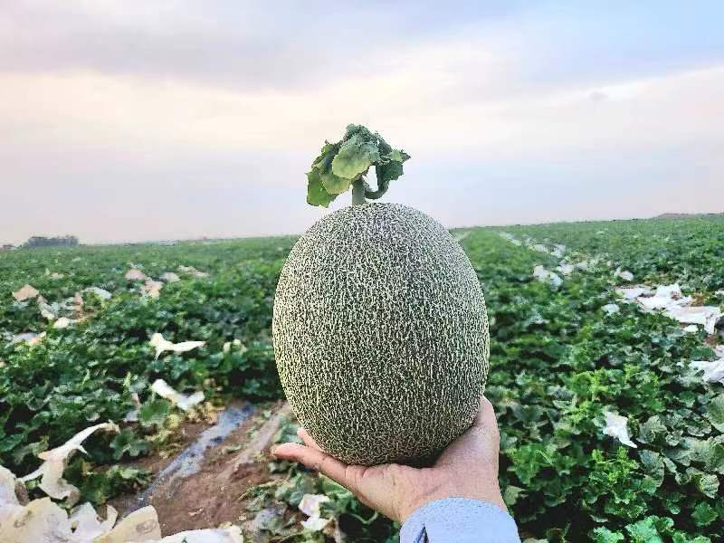 新疆西州蜜哈密瓜正在热销中！