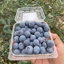 云南高山蓝莓，晚熟品种「灿烂」上市啦各位老板可以对接