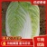 精品黄心白菜杠菜、市场菜,酸菜厂菜大量有货保质保量。
