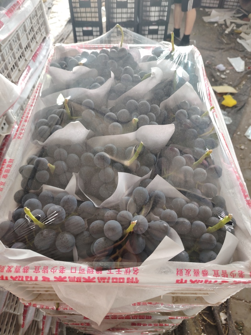 夏黑葡萄1-3斤大颗粒，10克以上，果粉好，亮度好，