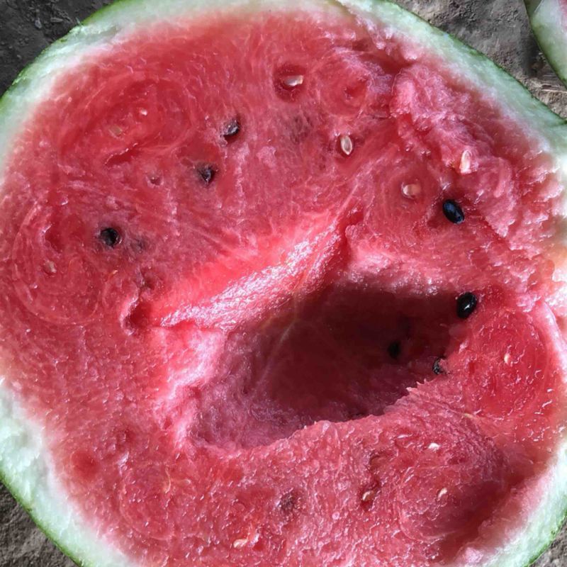 美都西瓜有籽和无籽都有