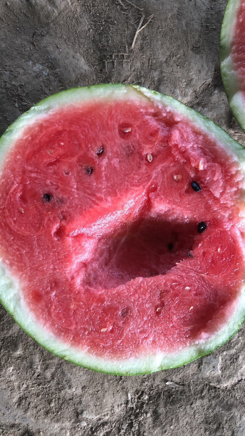 美都西瓜有籽和无籽都有