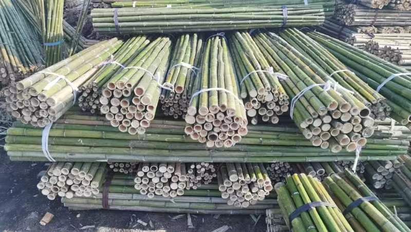 【推荐】浙江湖州小苗果树山药搭架支撑杆竹竿竹子产地直发