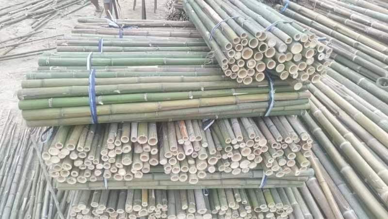 【推荐】浙江湖州小苗果树山药搭架支撑杆竹竿竹子产地直发