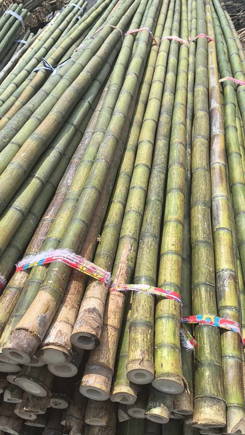 【推荐】浙江湖州小苗果树山药搭架支撑杆竹竿竹子产地直发