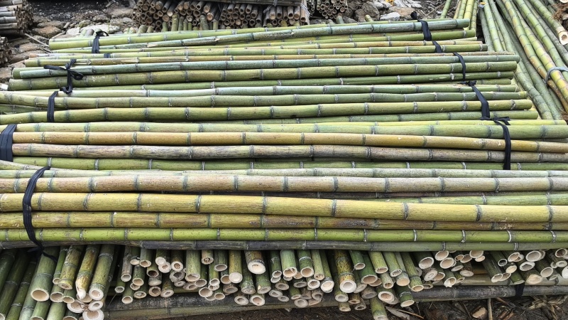 【推荐】浙江湖州小苗果树山药搭架支撑杆竹竿竹子产地直发