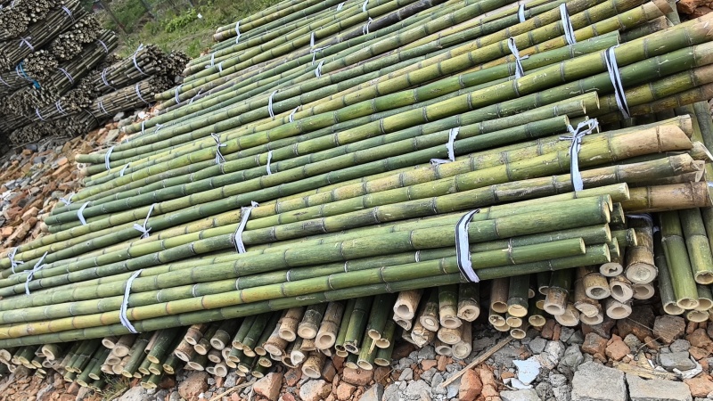 【推荐】浙江湖州小苗果树山药搭架支撑杆竹竿竹子产地直发