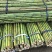 【推荐】浙江湖州小苗果树山药搭架支撑杆竹竿竹子产地直发