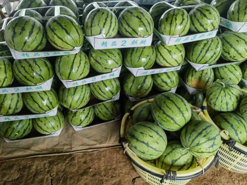 湖南麒麟瓜，10斤起步，9成熟，发货全国种植户