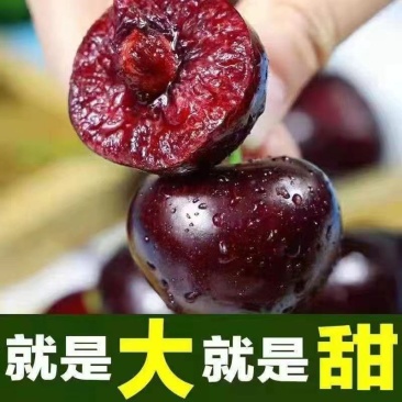 山东美早大樱桃烟台正宗车厘子新鲜水果当季现摘现发国产樱桃
