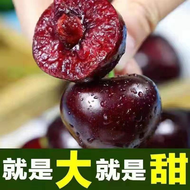 山东美早大樱桃烟台正宗车厘子新鲜水果当季现摘现发国产樱桃