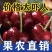 山东美早大樱桃烟台正宗车厘子新鲜水果当季现摘现发国产樱桃