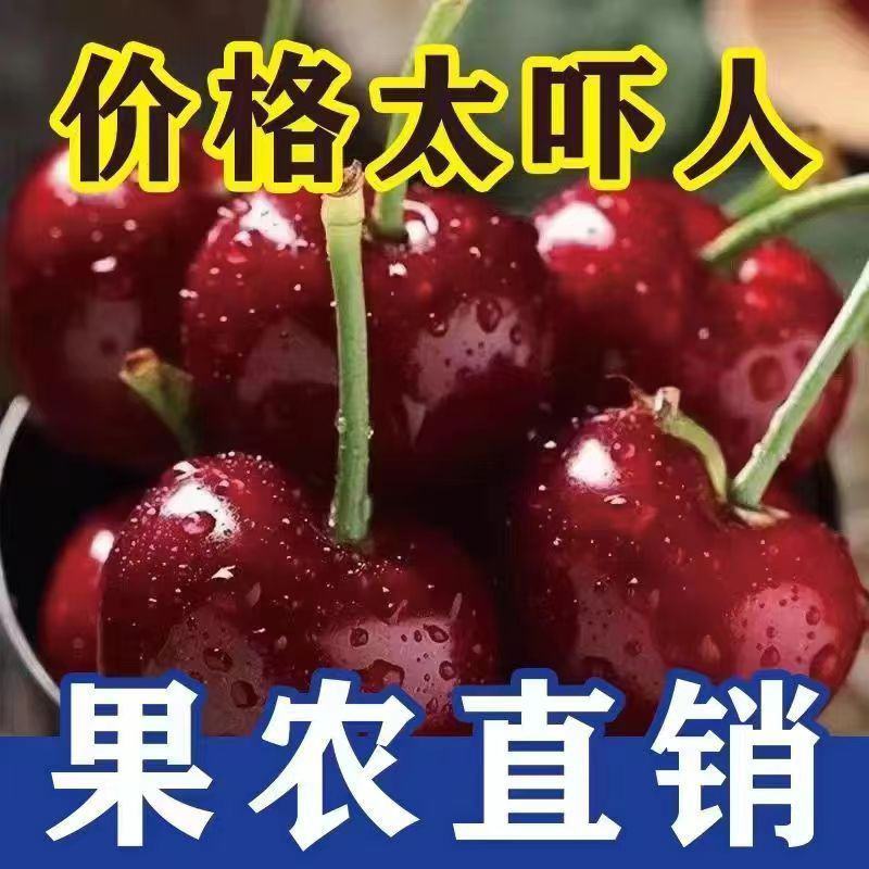 山东美早大樱桃烟台正宗车厘子新鲜水果当季现摘现发国产樱桃