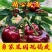 山东美早大樱桃烟台正宗车厘子新鲜水果当季现摘现发国产樱桃