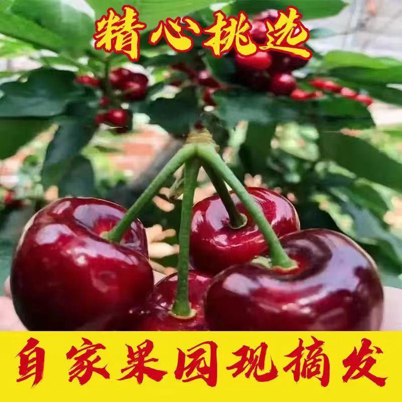 山东美早大樱桃烟台正宗车厘子新鲜水果当季现摘现发国产樱桃