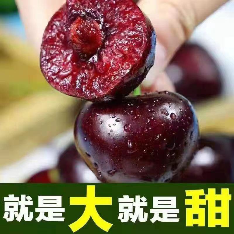 山东美早大樱桃烟台正宗车厘子新鲜水果当季现摘现发国产樱桃
