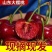 山东美早大樱桃烟台正宗车厘子新鲜水果当季现摘现发国产樱桃