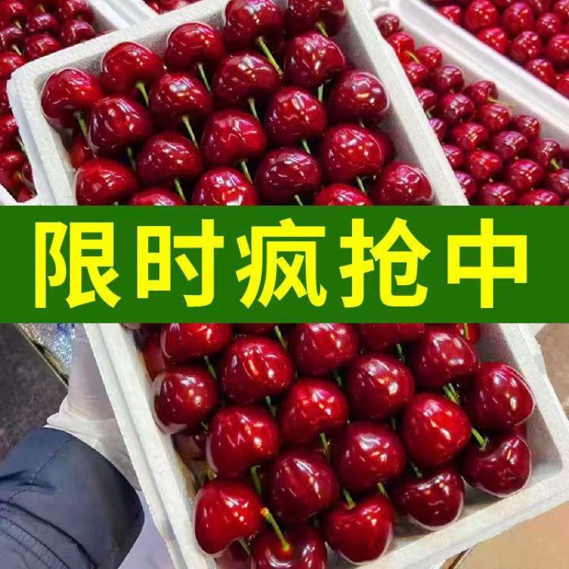 山东美早大樱桃烟台正宗车厘子新鲜水果当季现摘现发国产樱桃