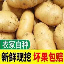 现挖黄心土豆新鲜农家自种蔬菜2024洋芋马铃薯