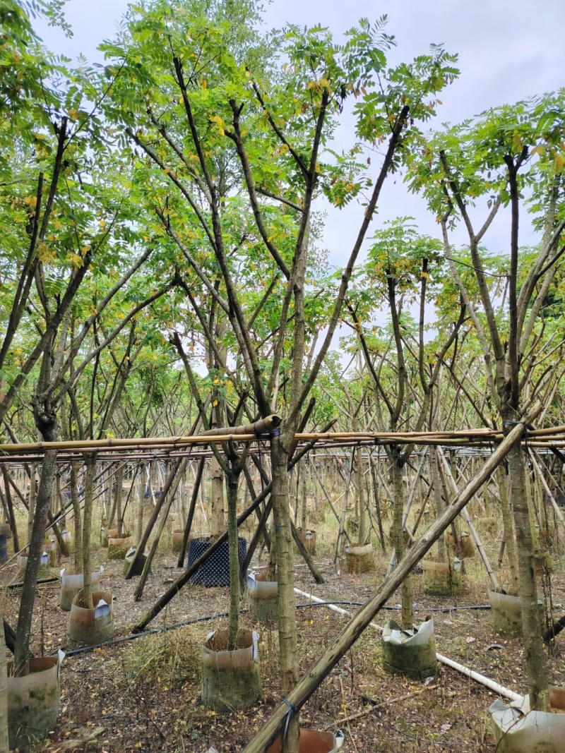 出售黄槐3-5公分，基地直销