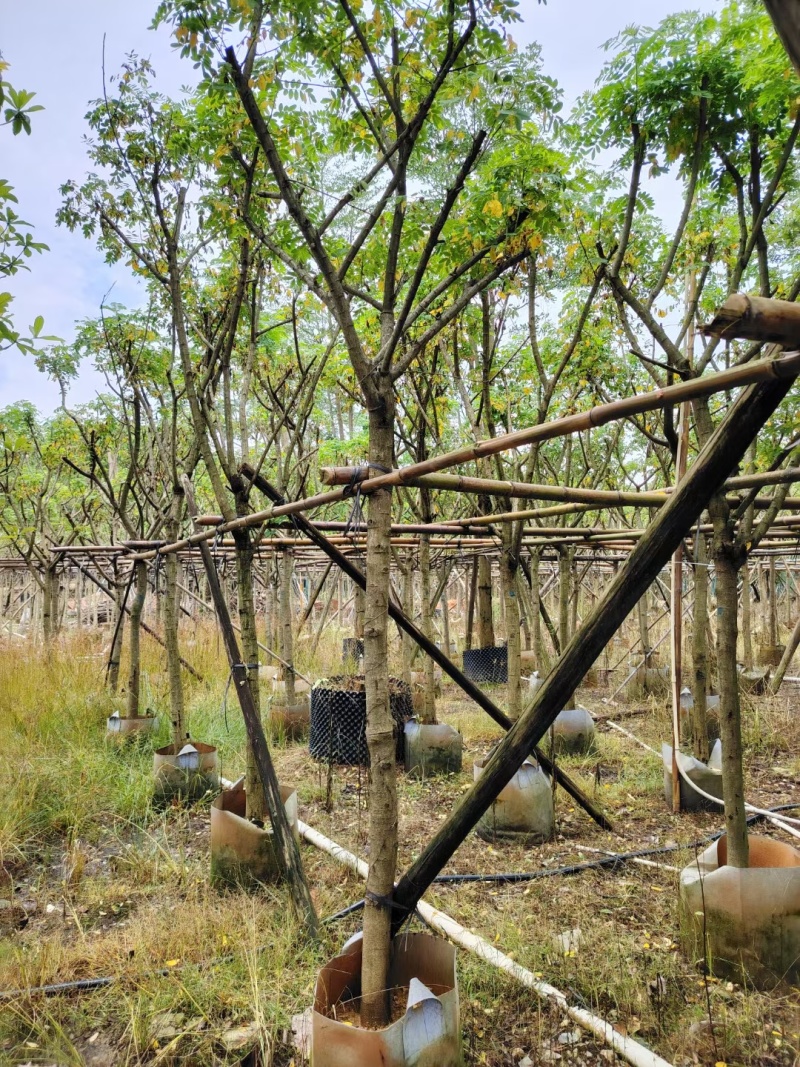 出售黄槐3-5公分，基地直销