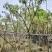 出售黄槐3-5公分，基地直销