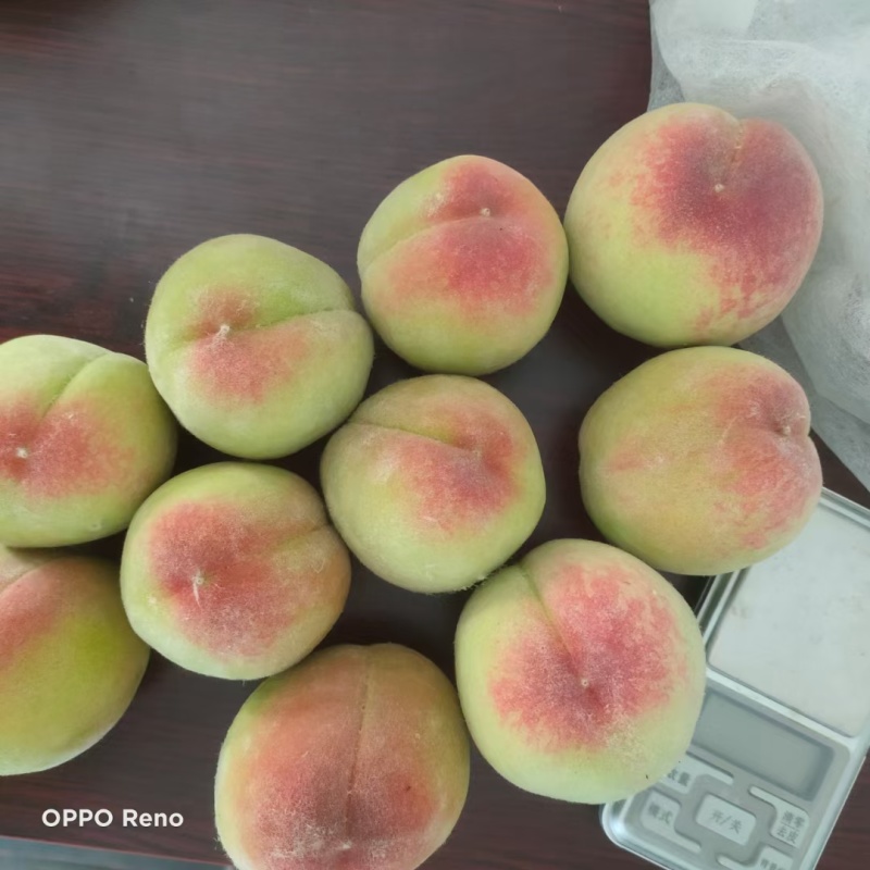 青红毛桃大量供应价格1块