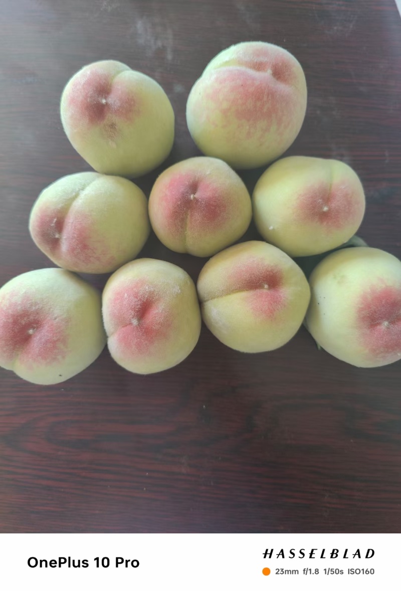 青红毛桃大量供应价格1块