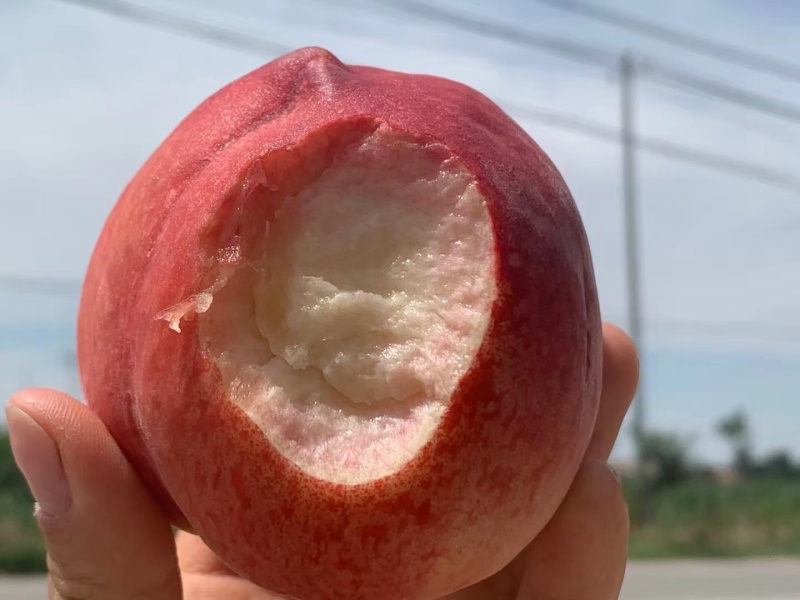 水蜜桃，春雪水蜜桃，支持一件代发，专业供应链发货