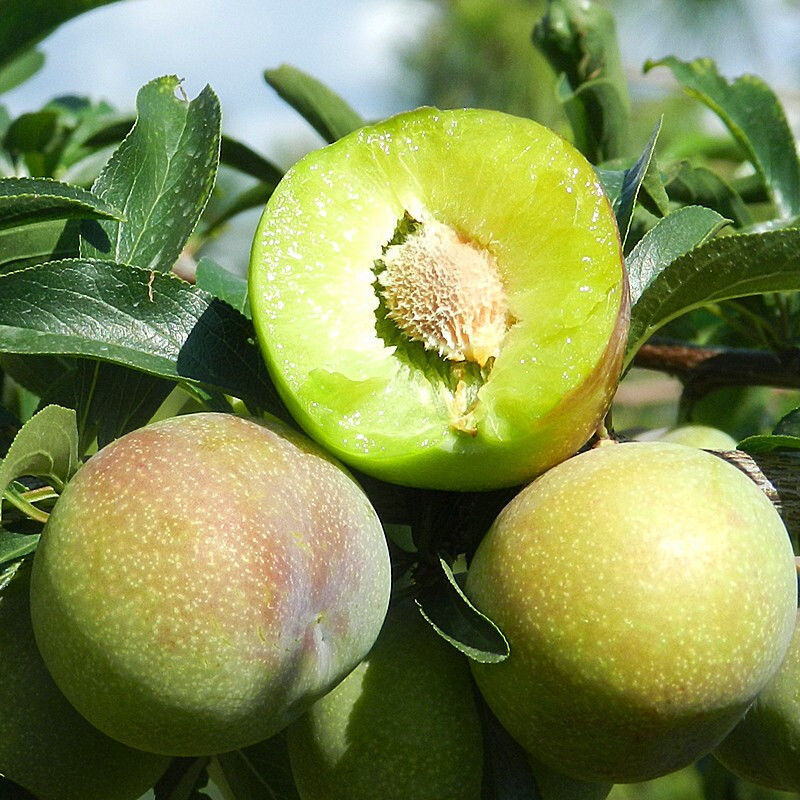 四川珍珠李大量上市中，专业代办，量大从优