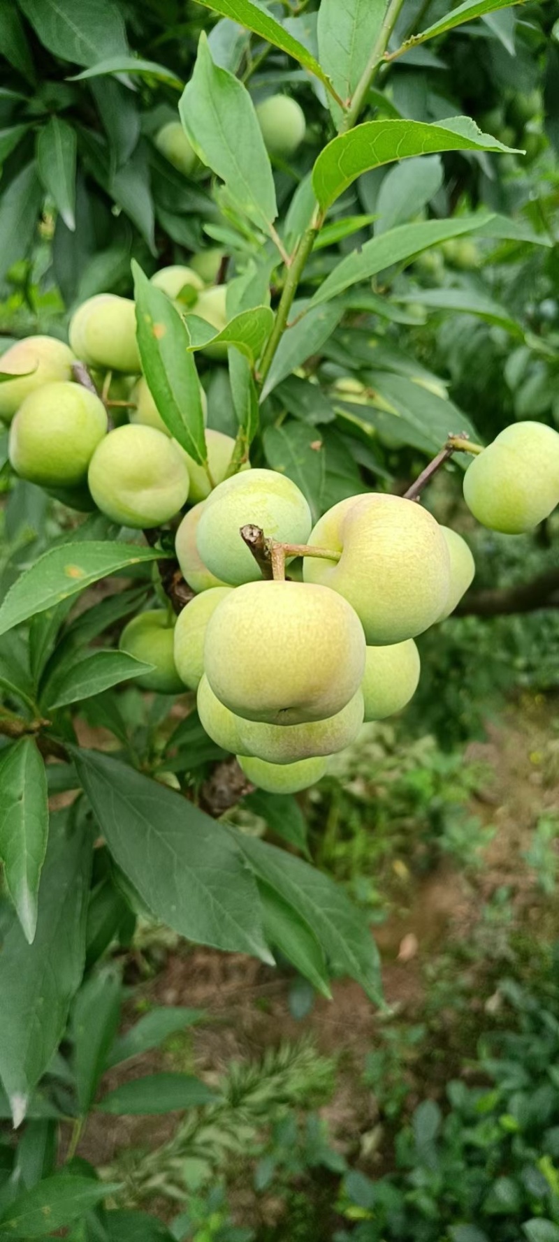 四川珍珠李大量上市中，专业代办，量大从优