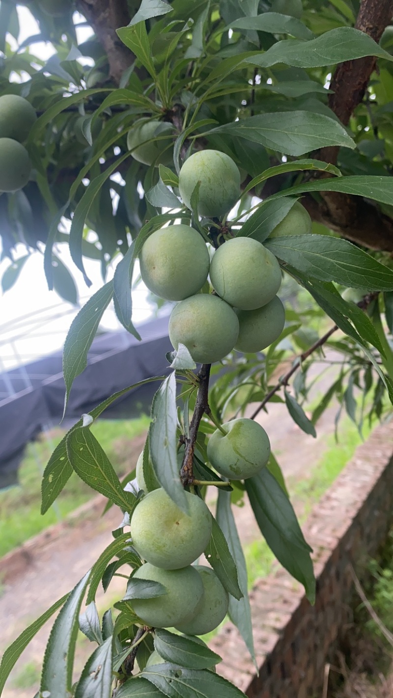 四川珍珠李大量上市中，专业代办，量大从优