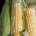 春玉米甜玉米粘玉米一共万多棵玉米黄玉米