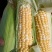 春玉米甜玉米粘玉米一共万多棵玉米黄玉米