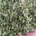 相思叶