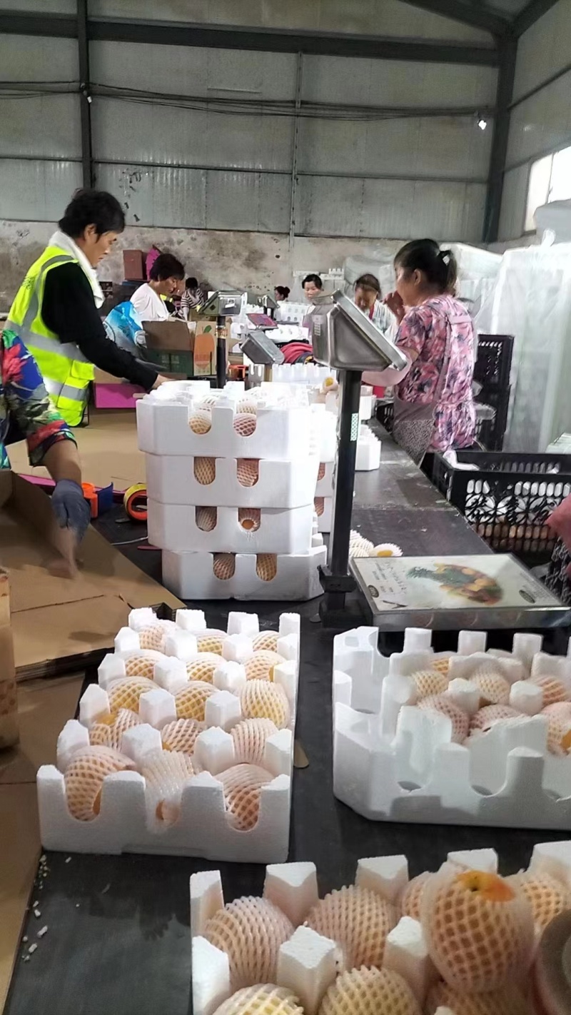 黄桃蒙阴黄油桃黄毛桃承接商超电商社区团购等