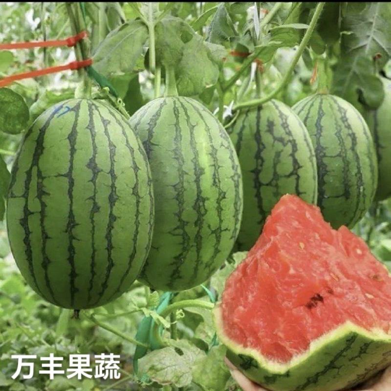 山东小糖丸珍珠红2k西瓜手掰瓜产地直供源头直发