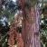 【产地批发】产地批发精品杉木货源充足常年供应规格齐全
