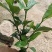大叶桅子，场地直售，大量供应，欢迎各位老板咨询采购