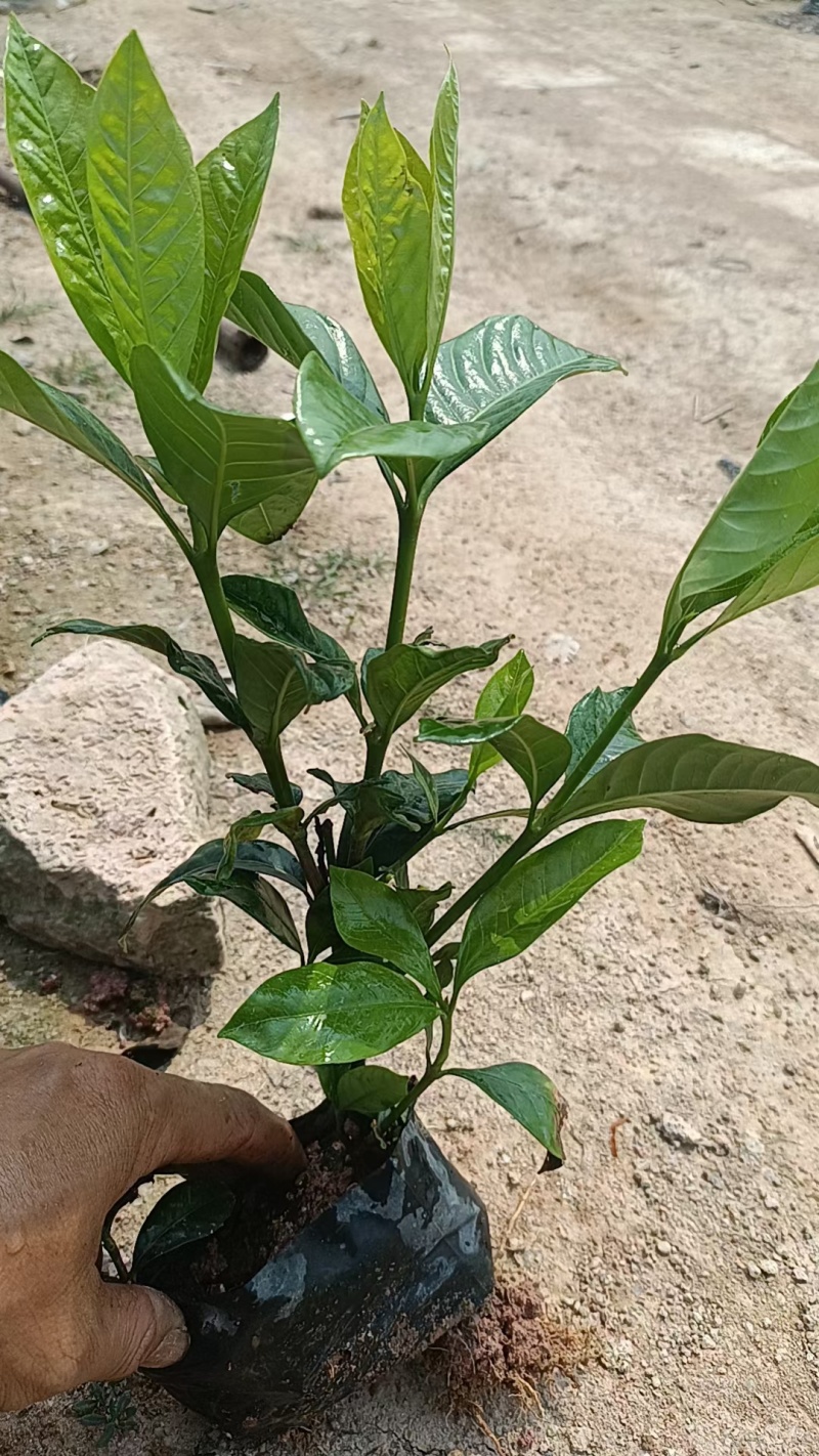 大叶桅子，场地直售，大量供应，欢迎各位老板咨询采购