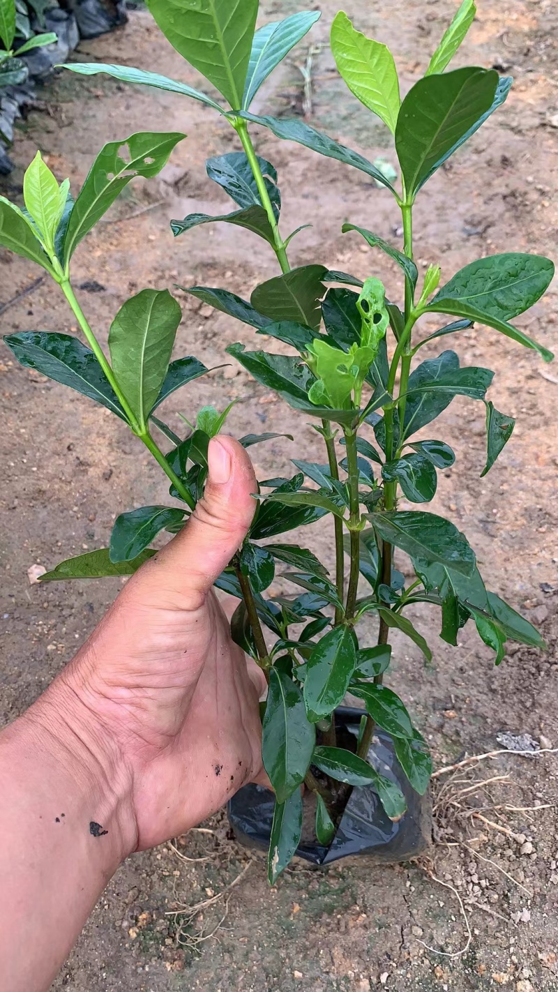 大叶桅子，场地直售，大量供应，欢迎各位老板咨询采购
