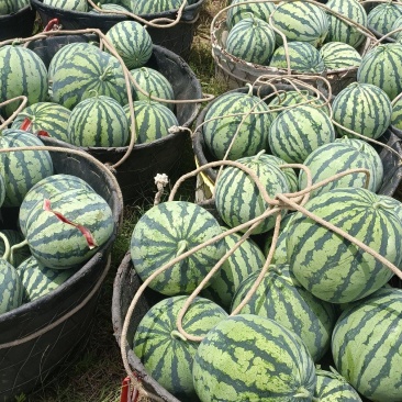 大棚美都自生苗