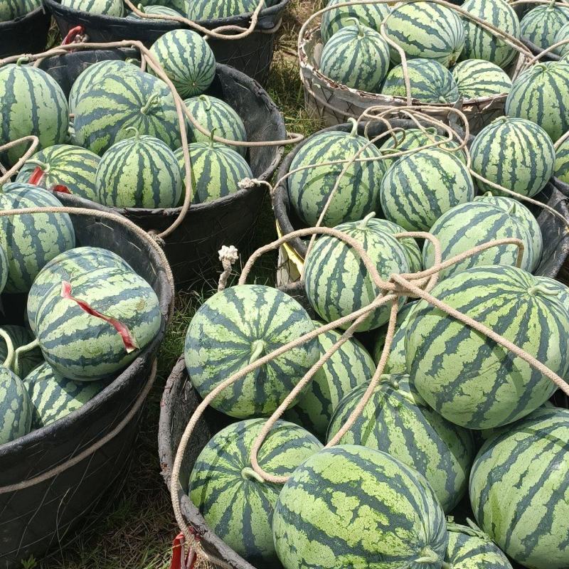 大棚美都自生苗