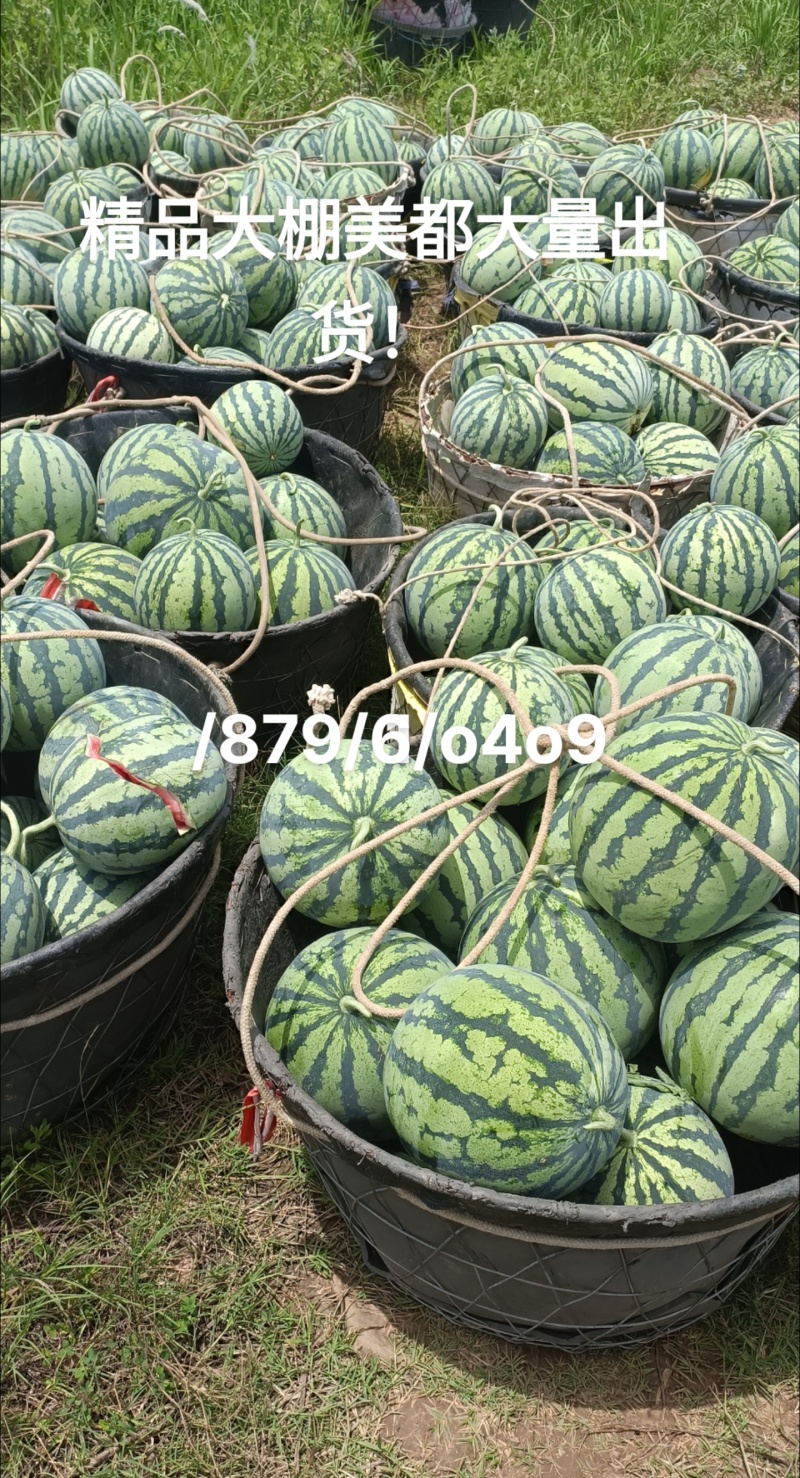 大棚美都自生苗